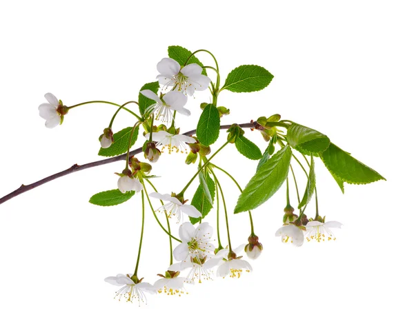 Brach with white cherry tree flowers — Stock Photo, Image