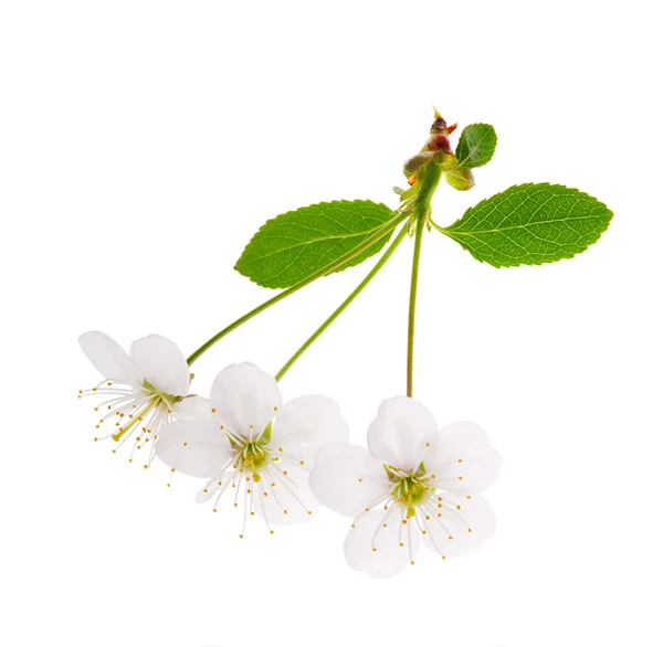 Três flores de cerejeira branca — Fotografia de Stock