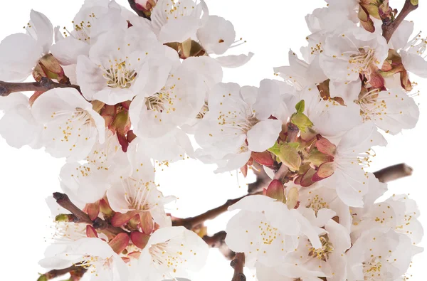 Viele Kirschblüten auf weißem Hintergrund — Stockfoto