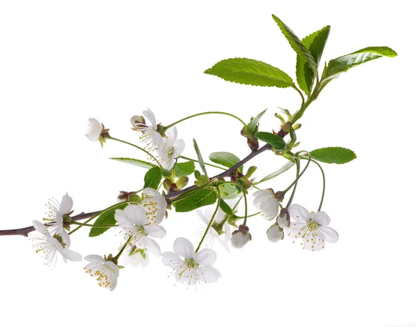 Groene bladeren en witte kersenboom bloemen — Stockfoto