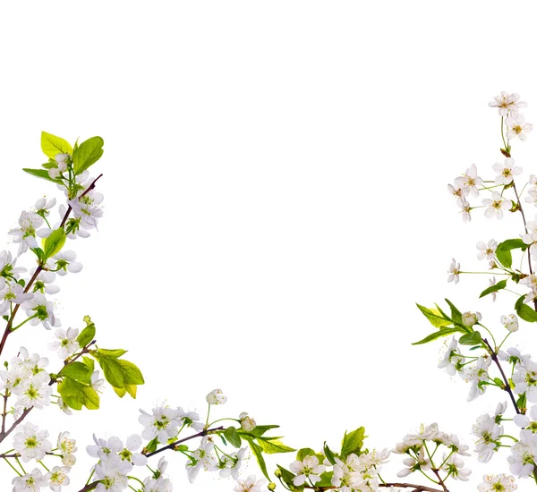 Kiraz ağacı çiçek yarım çerçeve — Stok fotoğraf
