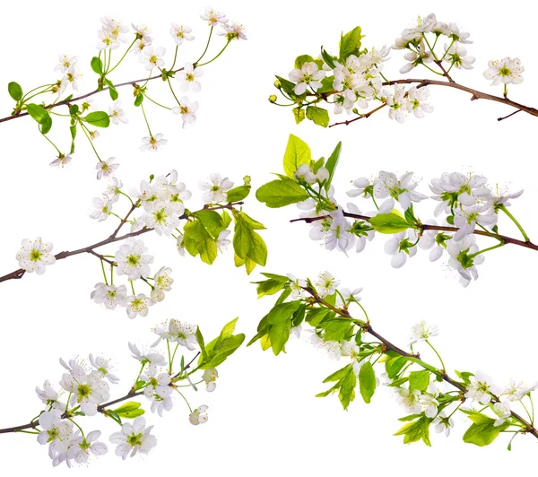 Cherry-tree flowers collection on white — Stock Photo, Image