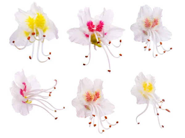 Set di fiori di castagno isolati su bianco — Foto Stock