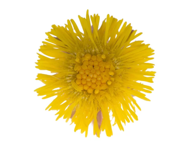 Single yellow coltsfoot isolated on white — Stock Photo, Image