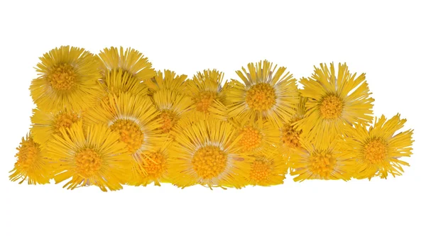 Grupp av gula coltsfoots isolerad på vit — Stockfoto