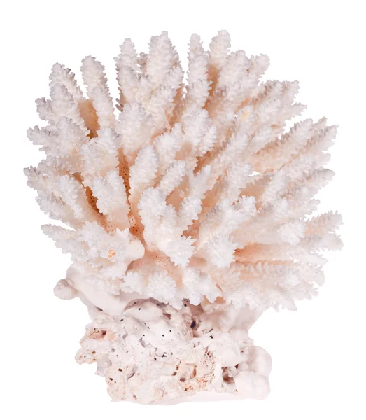 Isolado em corais de luz branca — Fotografia de Stock