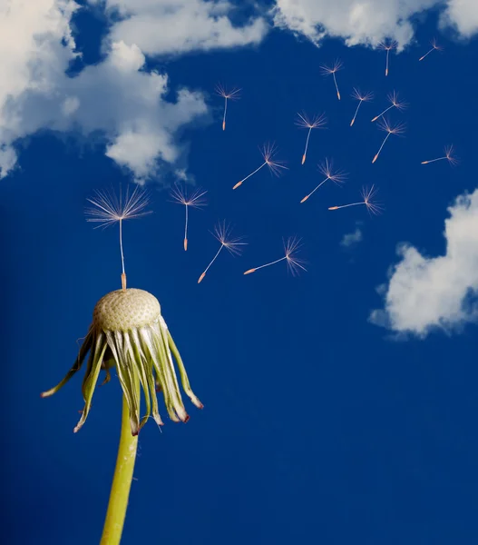 Gökyüzünün altında geçen karahindiba tohum — Stok fotoğraf