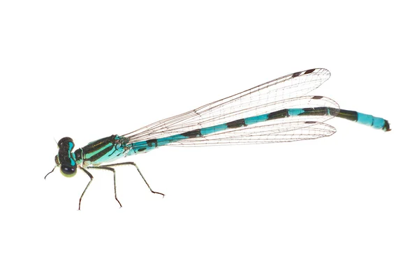 Piccola libellula blu e nera isolata su bianco — Foto Stock