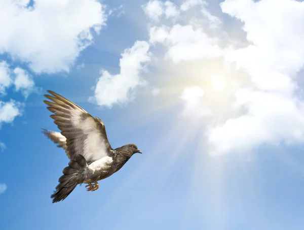 Dove in blue sky under sun — Stock Photo, Image