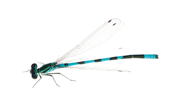 Pequena libélula azul e preta isolada — Fotografia de Stock
