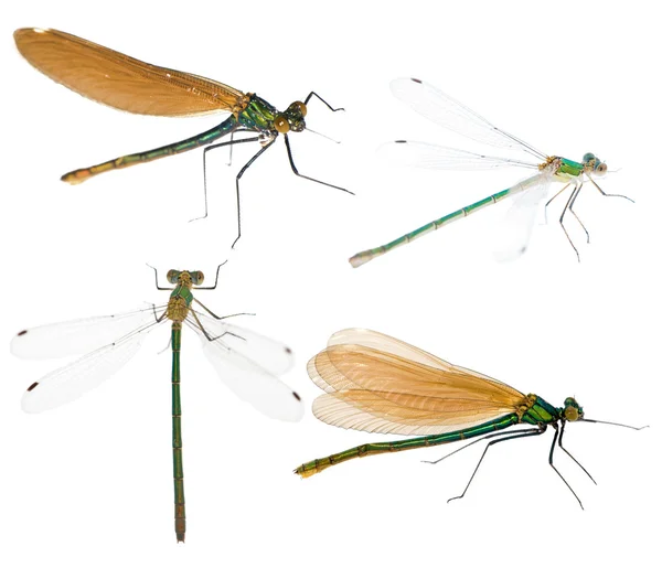 Set of four dragonflies — Stock Photo, Image