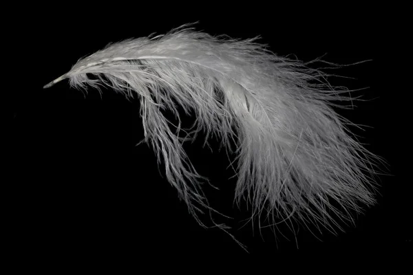 Enkele zeer pluizige witte feather geïsoleerd op zwart — Stockfoto