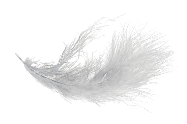白で隔離される単一の非常にふわふわ軽い羽 — ストック写真