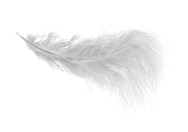 Very fluffy white feather — Stock Photo, Image