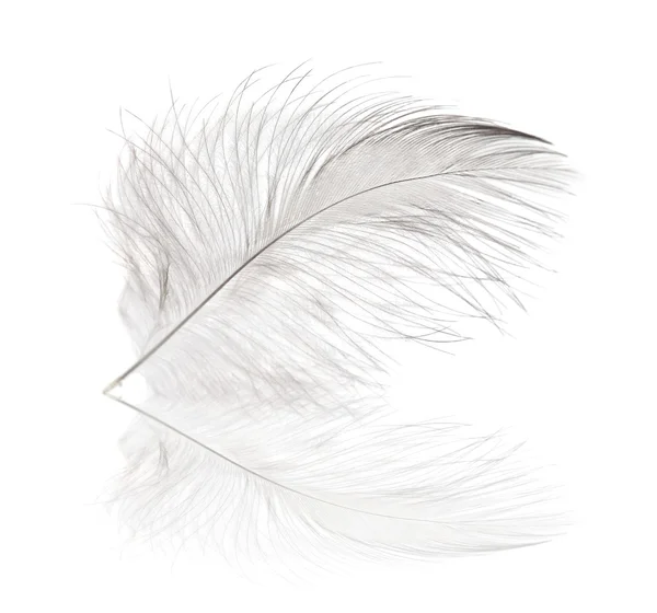 라이트 하나의 깃털 및 반사 — 스톡 사진