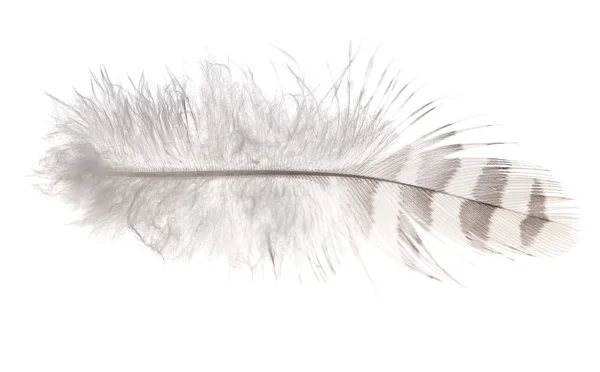 孤立在白色的光条纹的羽毛 — 图库照片