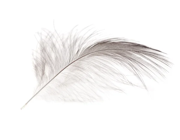 따로따로 떨어져 있는 한 개의 깃털 — 스톡 사진