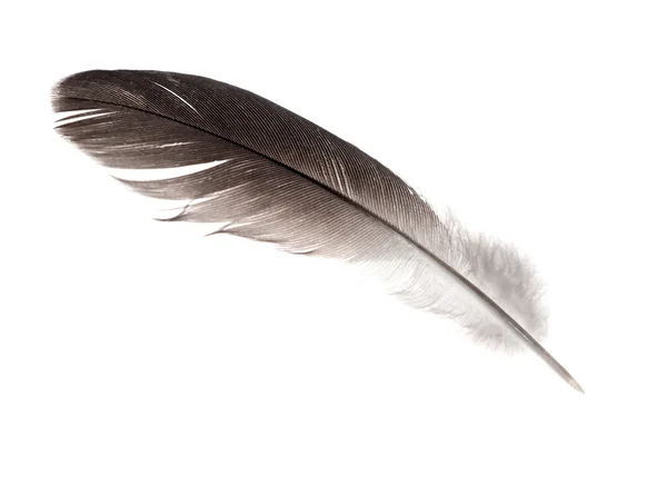 真っ白な真っ直ぐな羽 — ストック写真