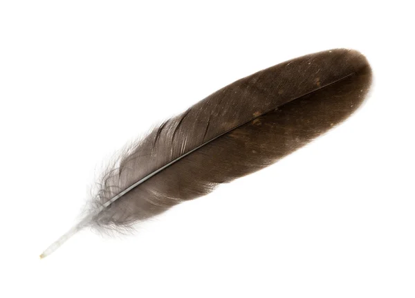 Dark isolated straight feather — Stock Photo, Image