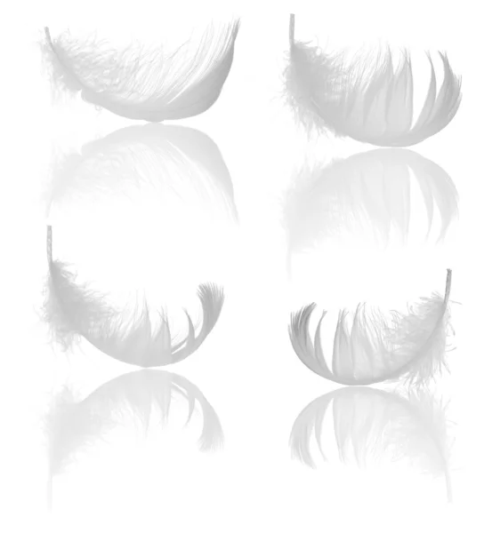 Set aus vier Federn mit Spiegelungen — Stockfoto