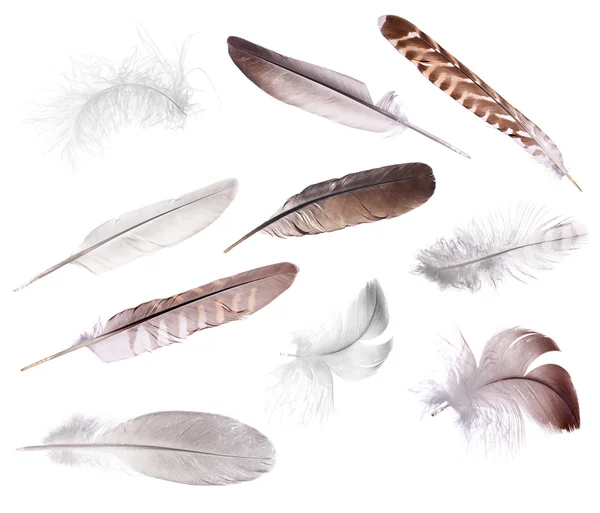 Diez plumas aisladas en blanco —  Fotos de Stock