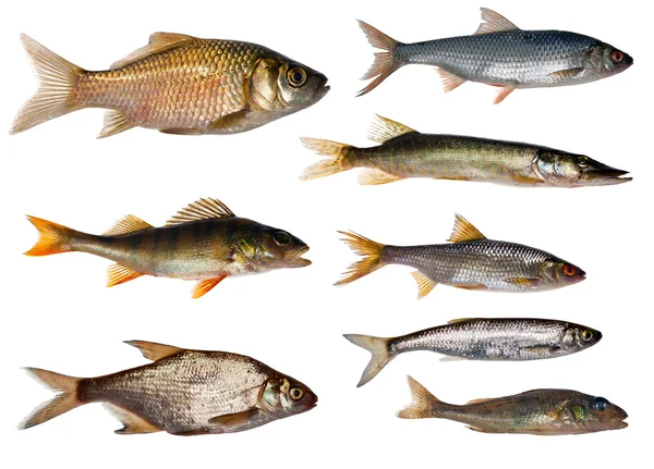 Coleta de oito peixes de água doce — Fotografia de Stock