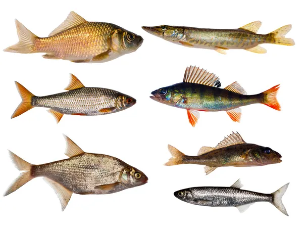 Collecte de sept poissons d'eau douce — Photo