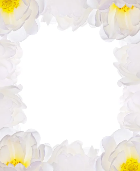 Light flowers frame isolated on white — Stock Photo, Image