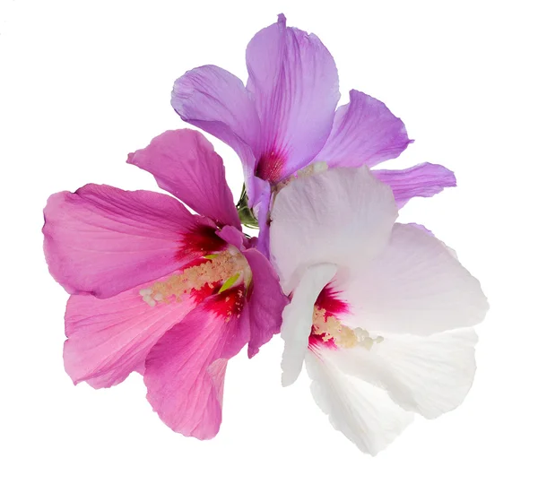 Üç çiçek üzerinde beyaz izole — Stok fotoğraf