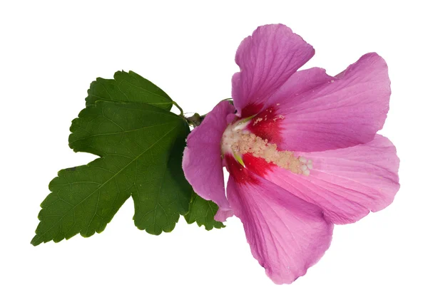 Ροζ λουλούδι με πράσινο φύλλο σε λευκό — Φωτογραφία Αρχείου