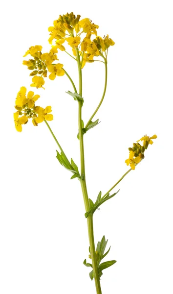 Wild yellow flower isolated on white — Stock Photo, Image