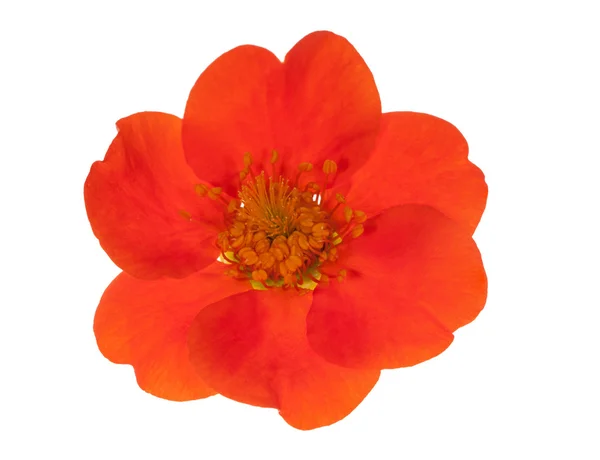 Flor naranja oscura aislada en blanco — Foto de Stock