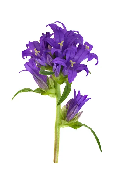 stock image Isolated branch with purple flowers