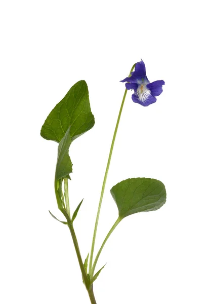 Divoké Fialový květ izolované — Stock fotografie