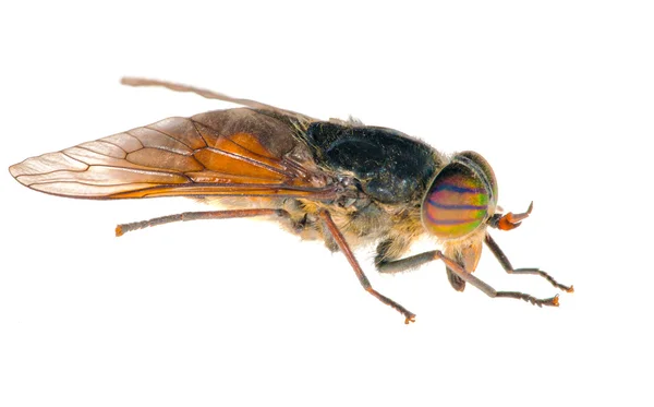Aislado sola mosca grande —  Fotos de Stock