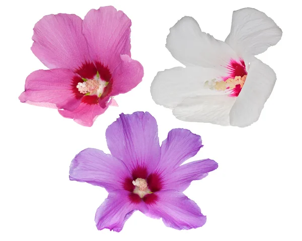 Three beautiful flowers isolated on white — Stock Photo, Image