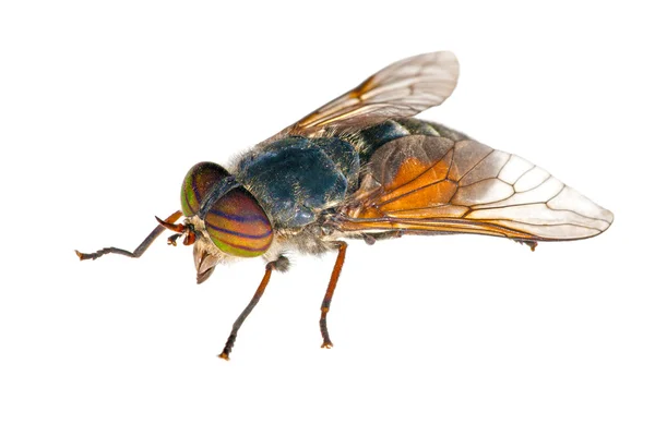 Grote heldere gadfly met gestreepte ogen — Stockfoto