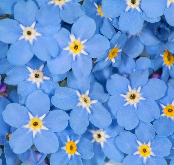 Small blue forget-me-not flowers background — Stock Photo, Image