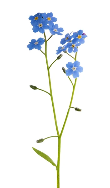 # Blue forget-me # # not isolated flowe # — Foto Stock
