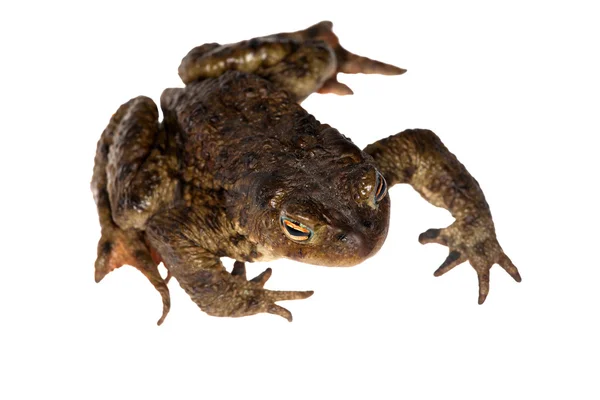 Темна жаба вид зверху — стокове фото
