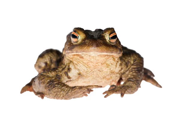 Spojrzenie ciemnych żaba — Zdjęcie stockowe