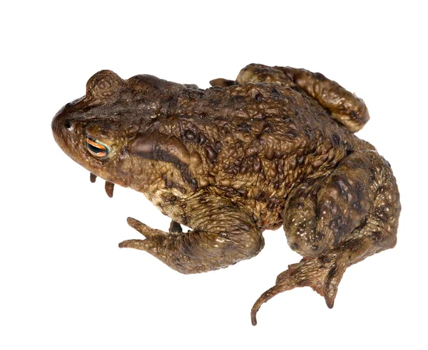 Isolated frog top view — Stock Photo, Image