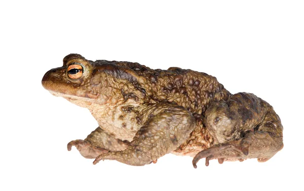 Large dark frog on white — Stock Photo, Image