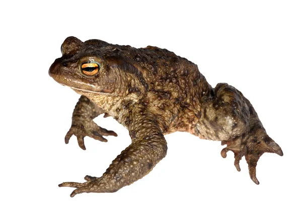 大規模な暗い蛙 — ストック写真