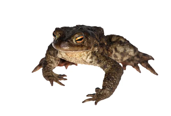Dark frog isolated on white — Stock Photo, Image