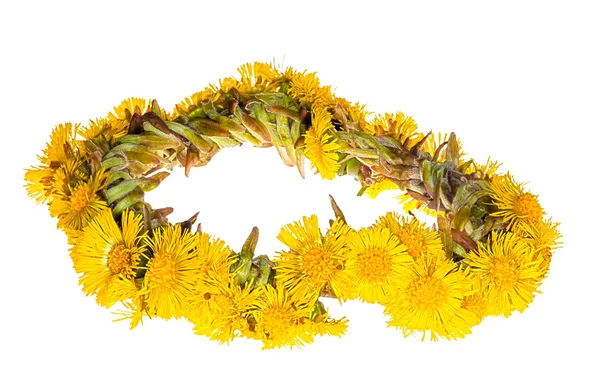 Yellow coltsfoot garland isolated on white — Stock Photo, Image