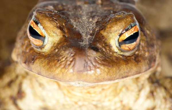 Hnědá žába makro portrét — Stock fotografie
