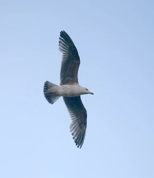 Grande gaivota no céu azul — Fotografia de Stock