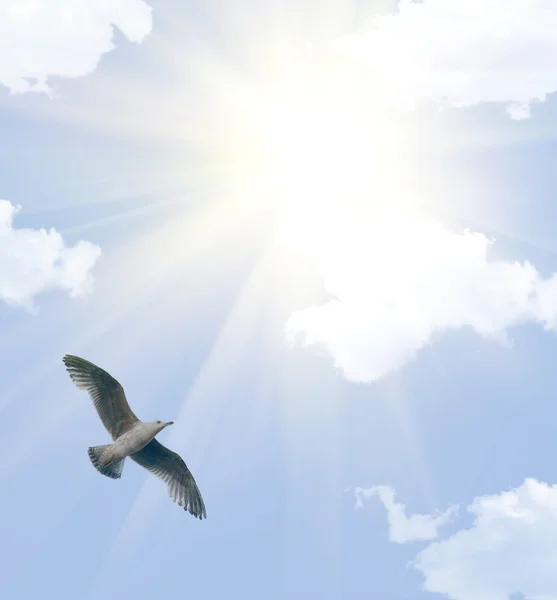 大海鸥在云的天空 — 图库照片