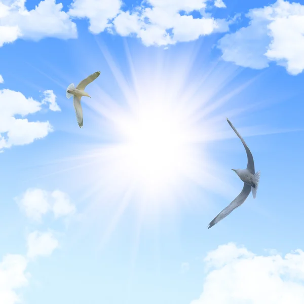 两个海鸥和明亮的太阳 — 图库照片